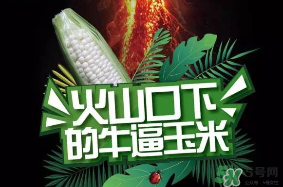 微玉冰糖玉米小孩可以吃嗎？微玉冰糖玉米營養豐富嗎？