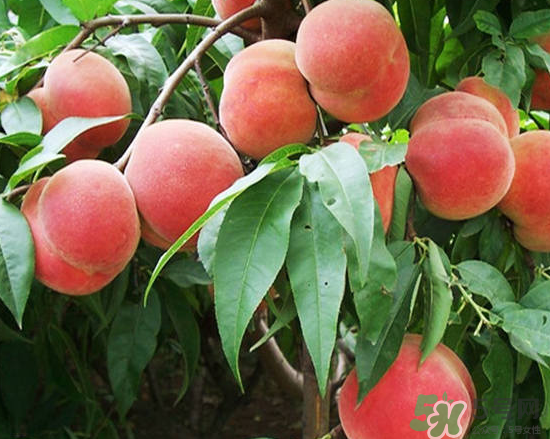 玉米和桃子能一起吃？桃子可以和玉米一起吃嗎？