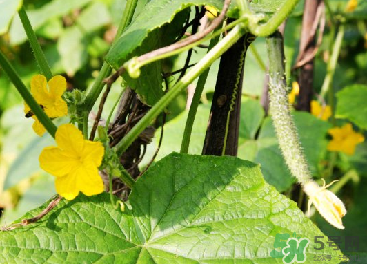 小暑種什么菜？小暑為什么要種牽牛花？