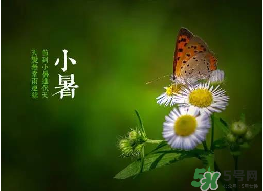 小暑種什么菜？小暑為什么要種牽牛花？