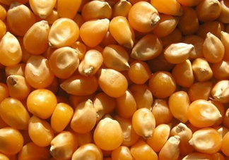 冰糖玉米種子哪里有賣(mài)？冰糖玉米種子的銷(xiāo)售地