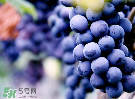 夏黑葡萄幾月成熟？夏黑葡萄幾月份上市？