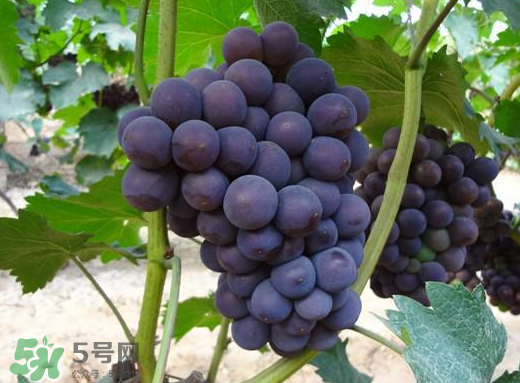 夏黑葡萄多少錢一斤？夏黑葡萄怎么挑選？