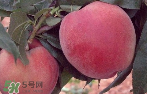 突圍桃什么時候成熟？突圍桃幾月份成熟