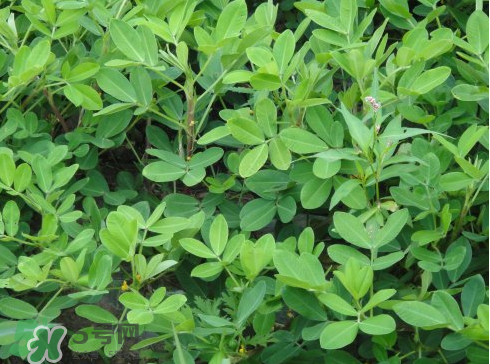 七月份可以種花生嗎？花生七月份可以種植嗎？