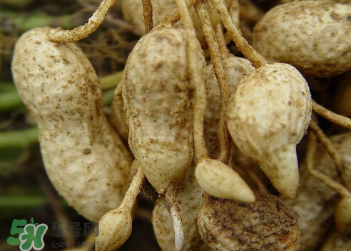 七月份可以種花生嗎？花生七月份可以種植嗎？