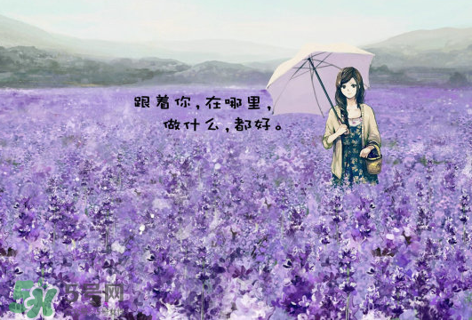 七月份還有薰衣草嗎？7月份還有薰衣草嗎？