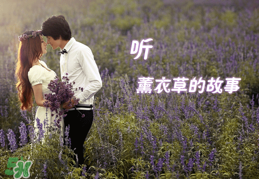 七月份還有薰衣草嗎？7月份還有薰衣草嗎？