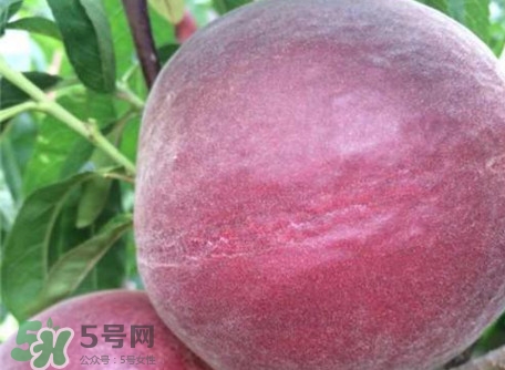 黑桃是什么水果？吃黑桃有什么好處？