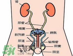 腎結石怎么治最好？腎結石的醫治方法