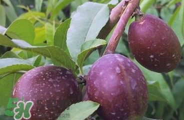黑桃是什么水果？吃黑桃有什么好處？