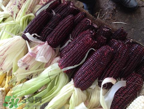 紫玉米會(huì)掉色嗎？紫玉米怎么會(huì)掉色？