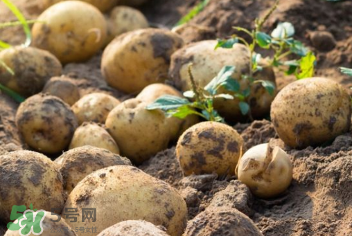 7月份能種土豆嗎？土豆7月怎樣種植？