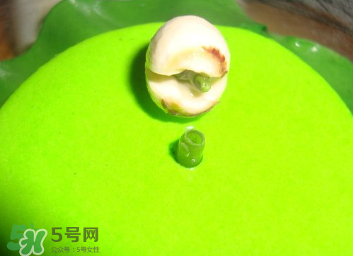 新鮮蓮子可以種嗎？新鮮蓮子能種出荷花嗎？