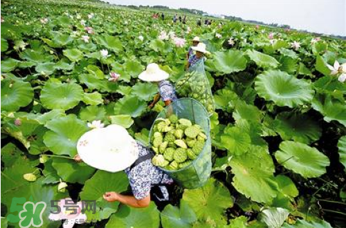 新鮮蓮子可以種嗎？新鮮蓮子能種出荷花嗎？