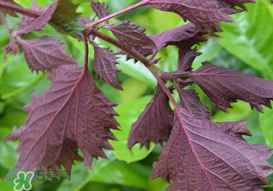 紫蘇是什么植物？紫蘇是發物嗎？