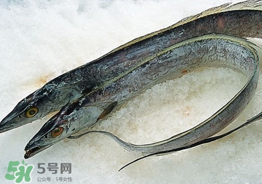 帶魚為什么都是死的？帶魚為什么出水就死？