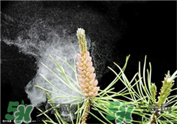 松花粉是發物嗎?松花粉是苦的嗎?