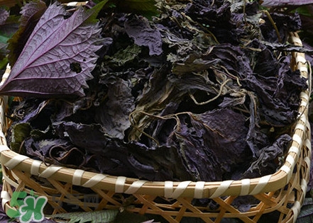 紫蘇是什么植物？紫蘇是發物嗎？