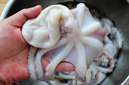 章魚是魚嗎？章魚有什么營養價值？