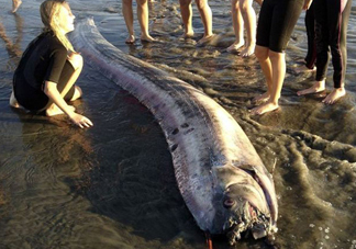 皇帶魚吃什么？皇帶魚吃人嗎？