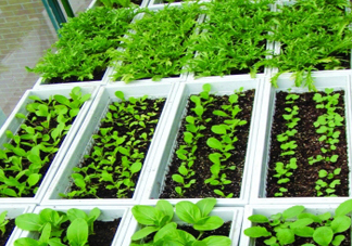 入伏種什么菜？入伏適合種哪些蔬菜？