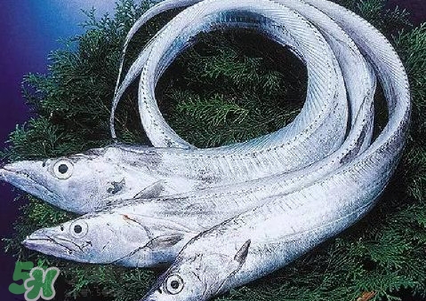 帶魚為什么都是死的？帶魚為什么出水就死？