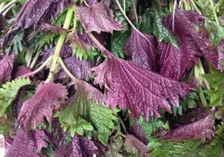 紫蘇是什么植物？紫蘇是發(fā)物嗎？