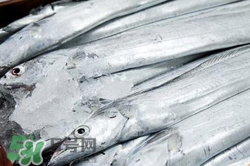 帶魚是深海魚嗎？帶魚是海鮮嗎