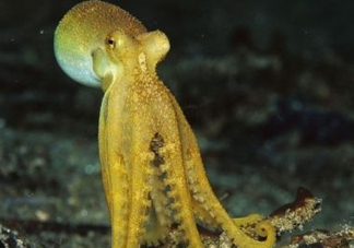 八帶魚怎么洗？八爪魚怎么處理干凈
