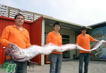 皇帶魚好吃嗎？皇帶魚和帶魚的區別