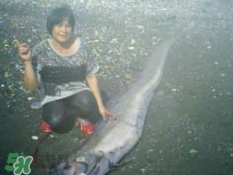 皇帶魚好吃嗎？皇帶魚和帶魚的區別