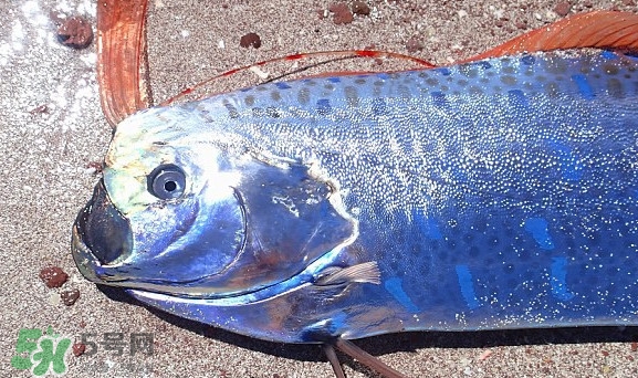 皇帶魚吃什么？皇帶魚吃人嗎？