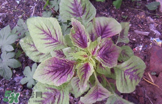 紫蘇是莧菜嗎？紫蘇和莧菜的區別