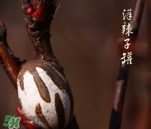 洋辣子罐怎么吃？洋辣子罐有什么營(yíng)養(yǎng)價(jià)值