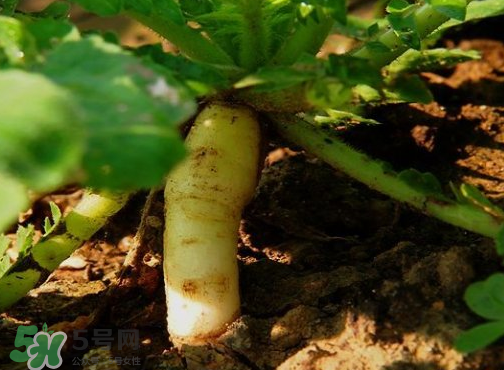 頭伏蘿卜二伏菜是什么意思？頭伏種什么菜？