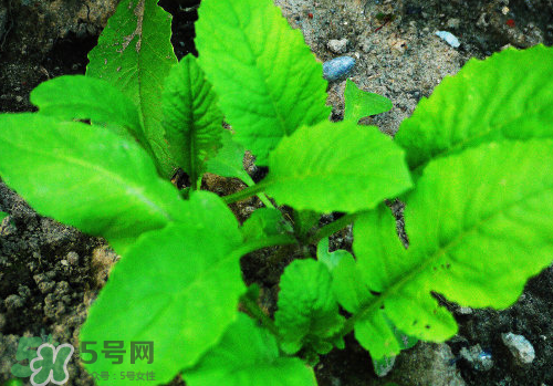 頭伏蘿卜二伏菜是什么意思？頭伏種什么菜？