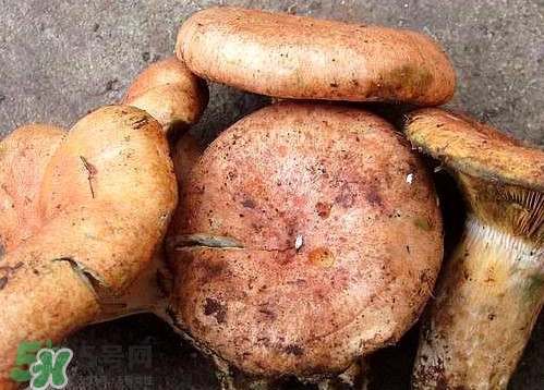重陽菌可以種植嗎？重陽菌為什么不能人工種植？