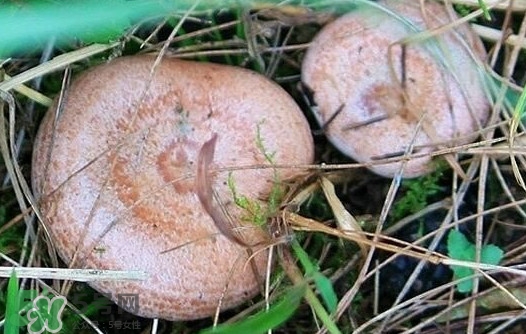 樅樹菌幾月才有？樅樹菌什么時候才有