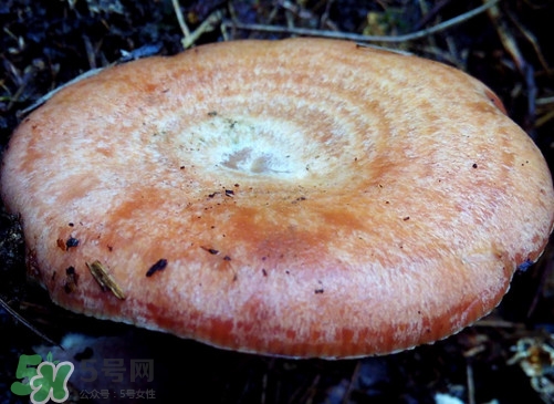 重陽(yáng)菌什么時(shí)候有？重陽(yáng)菌不能與什么食物一起吃