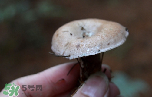重陽(yáng)菌什么時(shí)候有？重陽(yáng)菌不能與什么食物一起吃
