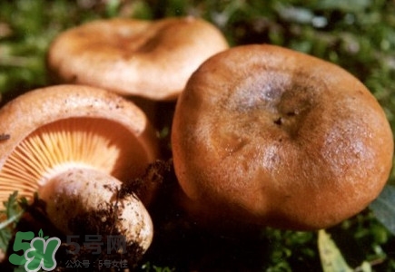 重陽(yáng)菌怎么做好吃？吃重陽(yáng)菌有什么好處