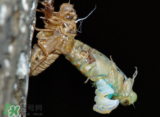 金蟬什么時(shí)候出來(lái)？金蟬什么時(shí)候出土？