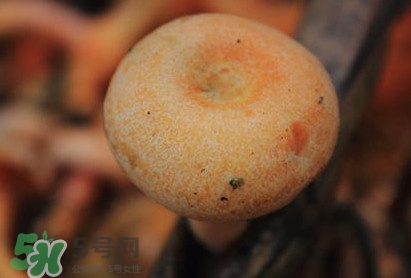 重陽菌可以種植嗎？重陽菌為什么不能人工種植？
