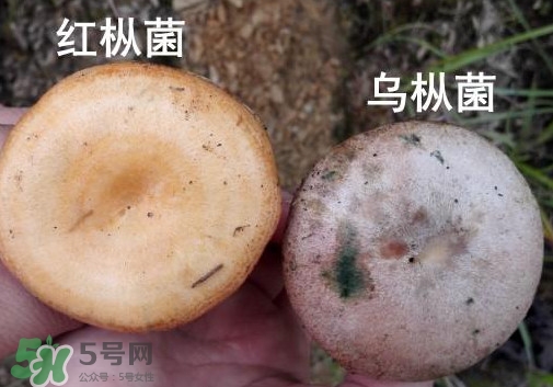 怎樣鑒別重陽菌是否有毒？重陽菌是發物嗎