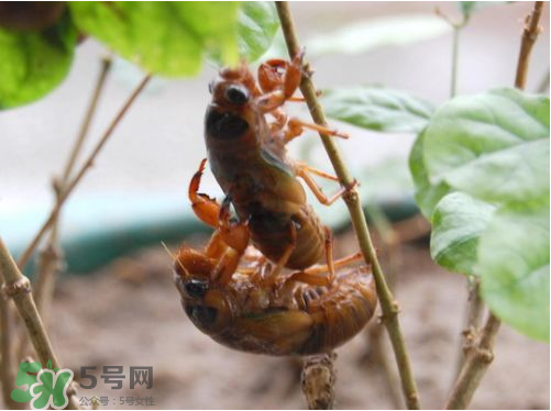 知了猴可以人工養殖嗎？知了猴怎么養殖？