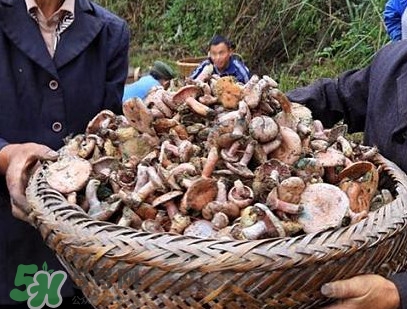 重陽菌孕婦可以吃嗎？重陽菌怎樣保存才新鮮