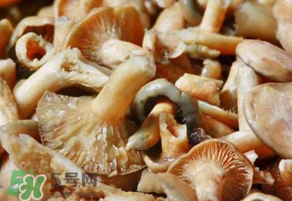 怎樣鑒別重陽菌是否有毒？重陽菌是發物嗎