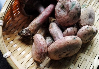 重陽(yáng)菌怎么做好吃？吃重陽(yáng)菌有什么好處