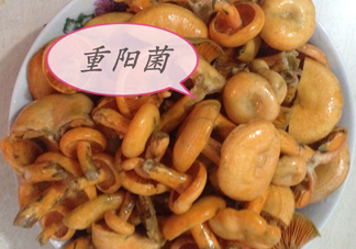 重陽(yáng)菌多少錢(qián)一斤？重陽(yáng)菌怎么清洗